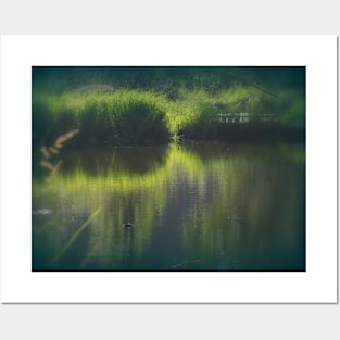 turtle swimming away at Trojan pond, near Goble, Oregon Posters and Art